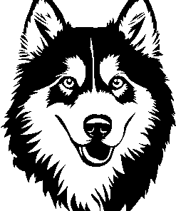 Alaskan Malamute sledehond 3