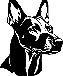 AUSTRIAN PINSCHER sticker 1