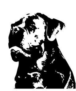 cane corso sticker